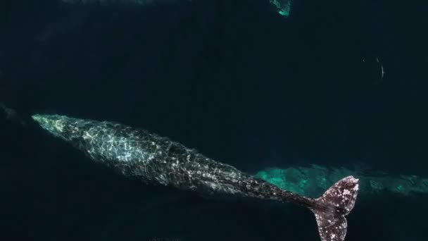 Amazing Drone View Gray Whales Migrating Together Catalina Island Whale — Stockvideo