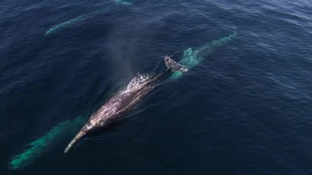 Gray Whale Spouts Pod Whales Migrating Common Dolphins Catalina Island — ストック動画