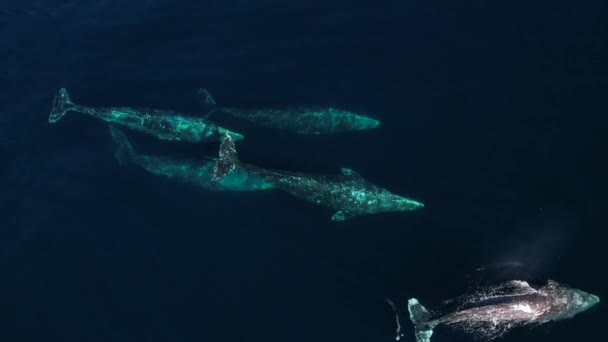 Large Pod Gray Whales Migrating Catalina Island Southern California — Vídeo de stock