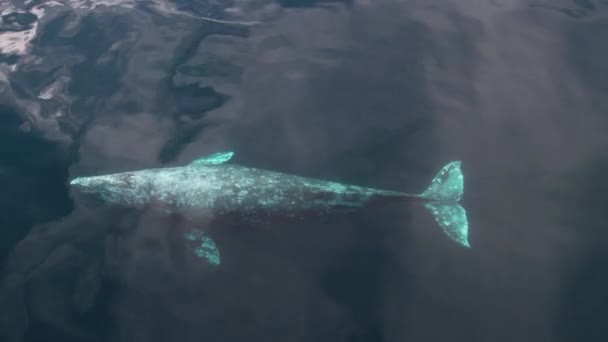 Gray Whale Swimming Calm Waters California Coast Dana Point Harbor — Wideo stockowe