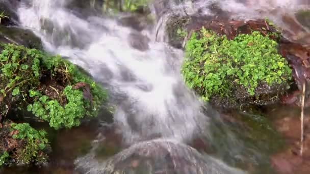 Fast Flowing Woodland Stream Exmoor National Park Devon — Stock videók