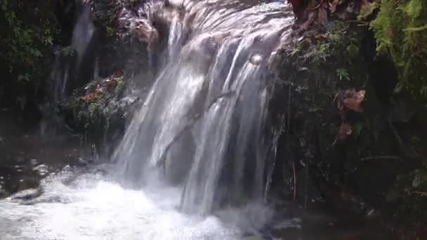 Маленький Водопад Лесном Ручье Полный Лесной Поток Национальный Парк Эксмур — стоковое видео