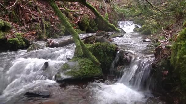 Full Woodland Strea Exmoor National Park Devon — ストック動画