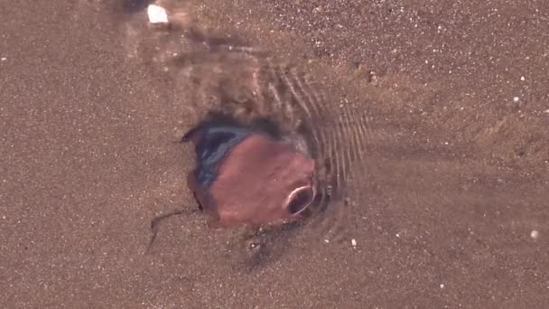 Water Moving Sand Low Tide Minehead Somerset — Vídeos de Stock