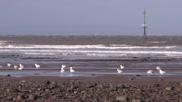 Birds Perched Seashore Low Tide Minehead Somerset — Vídeo de stock
