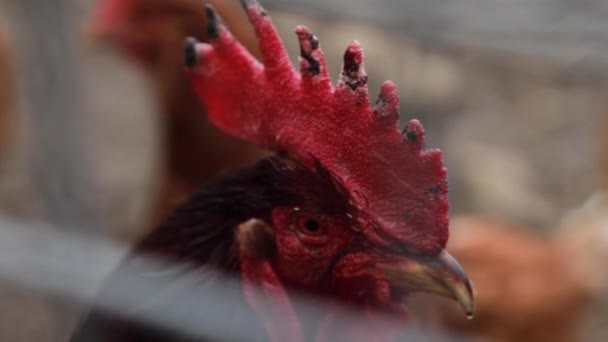 Close Rooster Head Big Red Crown Rooster Fence Farm — Vídeo de stock