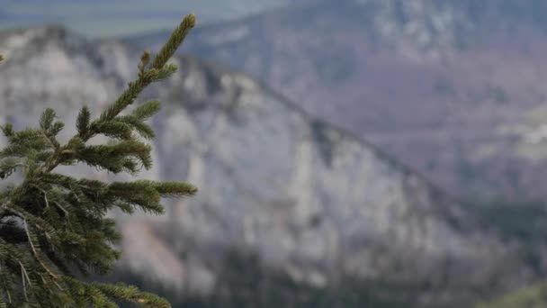 Close Shot Fir Trees Focus Beautiful Mountains Background Creux Van — Stock video