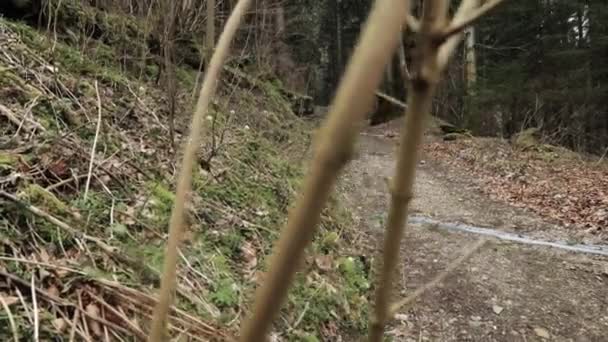 Forest Path Autumn Forest Red Leaves Ground Moss Trees Creux — Stockvideo