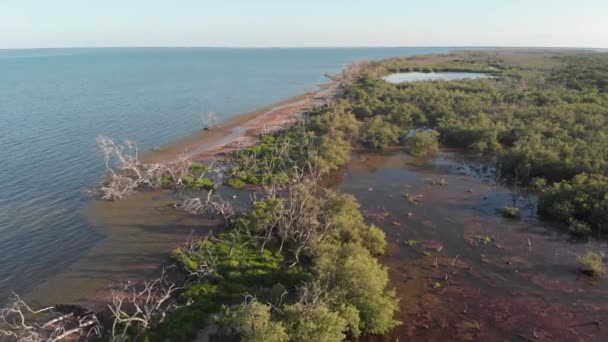 Swamp Marsh Island Coastline Salt Water Forest Florida Keys Tropical — Video
