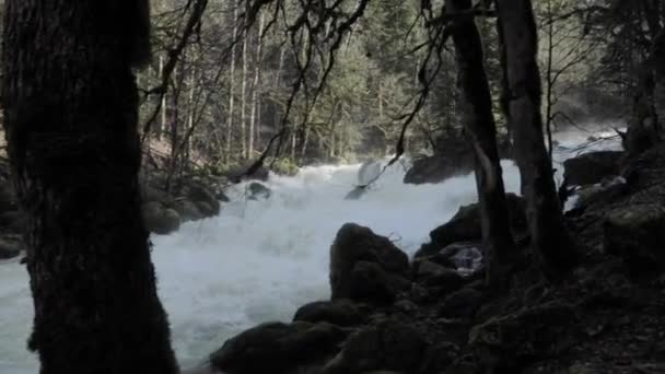 Whitewater Flowing Rapidly River Stream Forest Slow Motion — Stockvideo