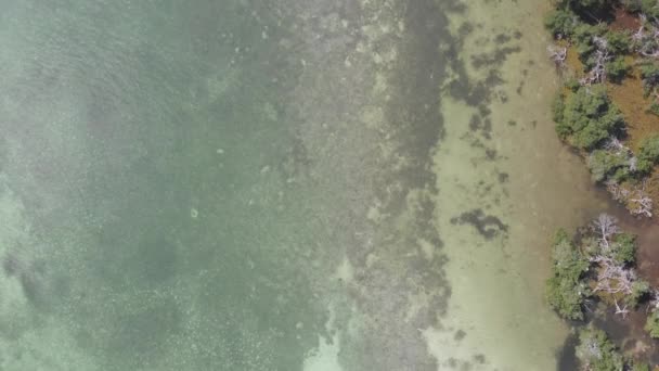 Marshland Tree Coastline Island Atlantic Ocean Keys Florida Shallow Clear — Vídeos de Stock