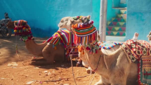 埃及卢克索的一个努比亚村庄 两只骆驼躺在地上晒太阳 侧边的静态射击 色彩温暖 场地深度浅薄 — 图库视频影像