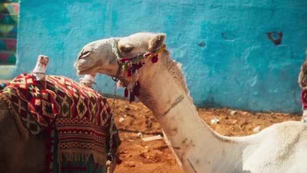 Een Kameel Rustend Zon Liggend Grond Een Nubian Village Luxor — Stockvideo