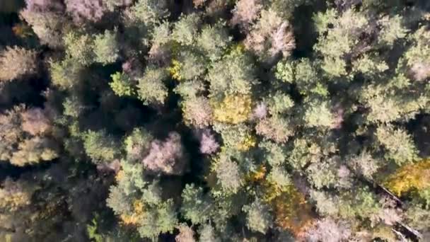 Aerial View Hve Skov Odsherred Beautiful Coastline Sejerbugten Zealand Denmark — Video Stock