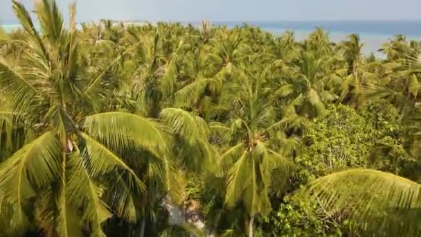 Drone Flight Tops Palm Trees Road Turquoise Water Horizon — 图库视频影像