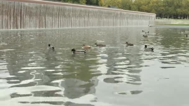 Ducks Swimming Fountain Downtown Park Bellevue Washington — Video Stock