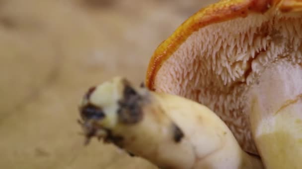 Side Pan Hedgehog Mushroom Hydnum Repandum — Stok video