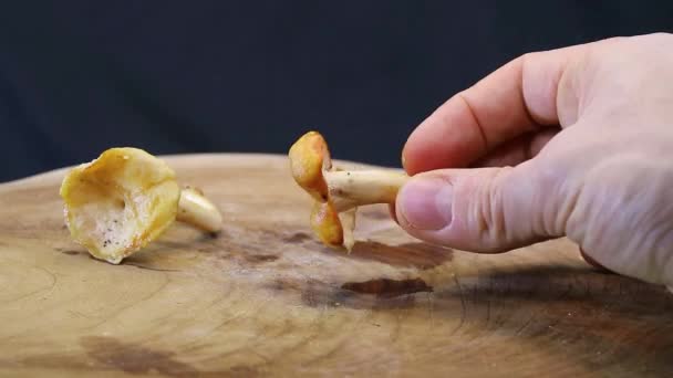 Man Grabbing Hedgehog Mushroom Hydnum Repandum — Vídeo de Stock