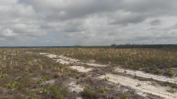 Vast Wasteland Grass Fields Palms Dead Trees Sand Trail Remote — Stock Video