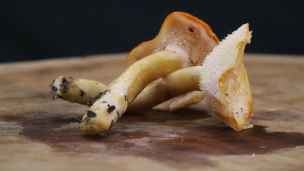 Rotating Shot Hedgehog Mushroom Hydnum Repandum — Stock video