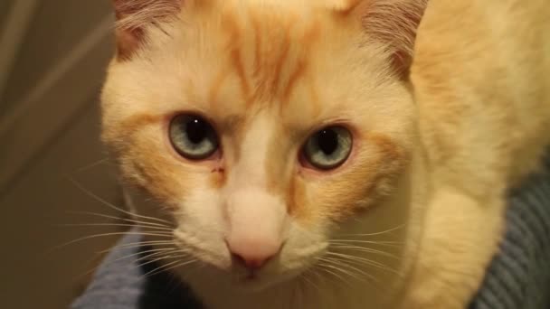 Close Flame Point Siamese Cat — Stockvideo