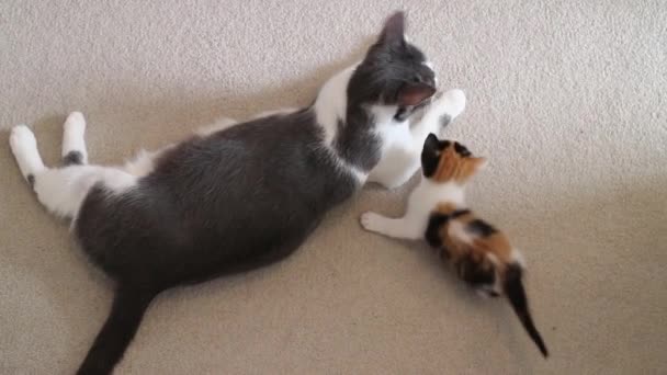 Calico Mother Cat Grooming Her Baby — Stock videók