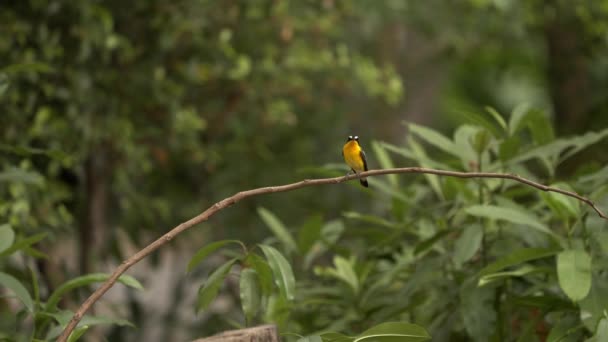 Yellow Rumped Flycatcher Bird Perching — Vídeo de Stock