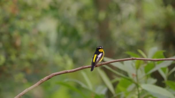 Yellow Rumped Flycatcher Perched Branch — 비디오