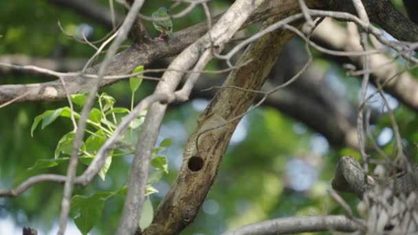 Coppersmith Barbet Flying Entering Its Tree Hole Nest — Stockvideo