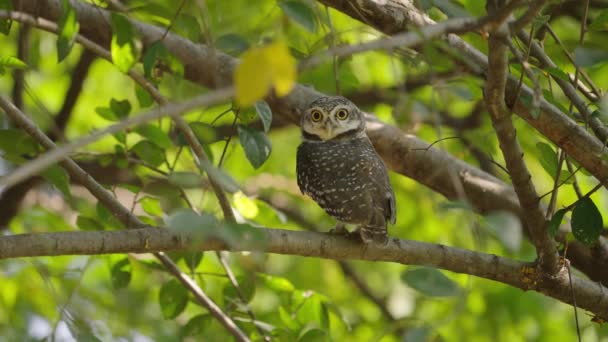 Spotted Owlet Perch Branch Looking Curiosity — Vídeos de Stock