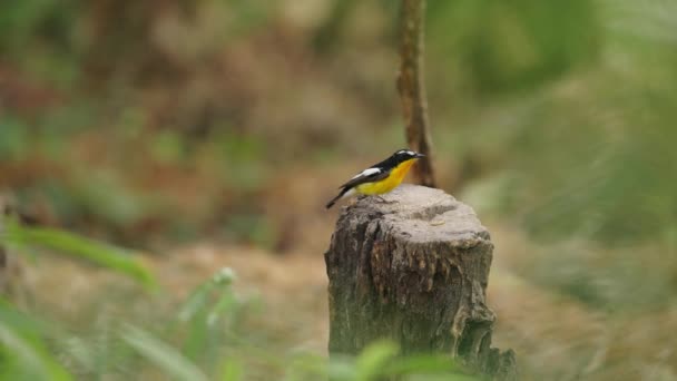 Yellow Rumped Flycatcher Τρώει Σκουλήκι Στον Πισινό Του Δέντρου — Αρχείο Βίντεο