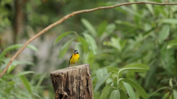Yellow Rumped Flycatcher Bird Eating Worm Fly Away — Stockvideo
