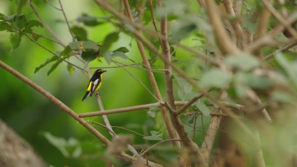 Yellow Rumped Flycatcher Perch Green Trees Background — Stock video