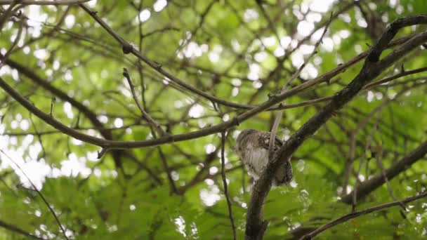 Spotted Owlet Perched Fly Away Low Angle — Vídeo de Stock