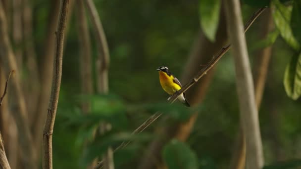 Жовто Смугастий Flycatcher Птиця Перч Полетіти — стокове відео