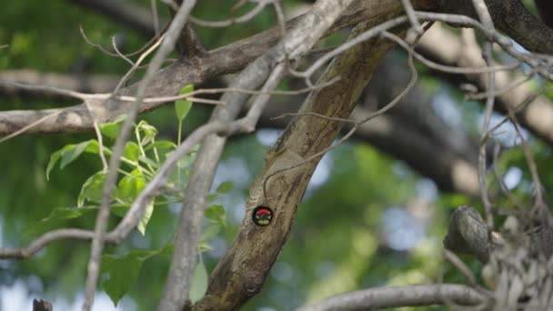 Cooper Smith Barbet Bird Κοιτάζοντας Έξω Από Φωλιά Του Τότε — Αρχείο Βίντεο