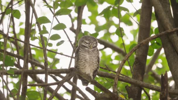 Spotted Owlet Bird Perched Sleepy — Stock video