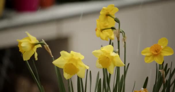 Hail Falling Daffodils Narcissus Flowers — Stock Video