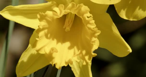 Ecu Yellow Daffodils Narcissus Trumpet Flowers — Stok video