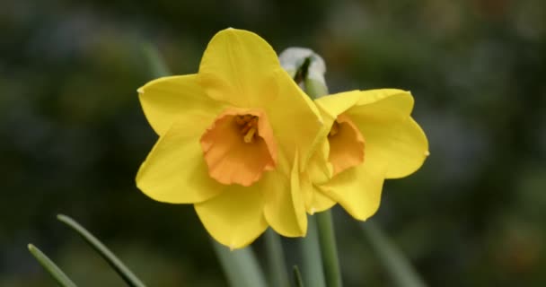 Two Headed Daffodil Narcissus Trumpet Flower — Vídeos de Stock