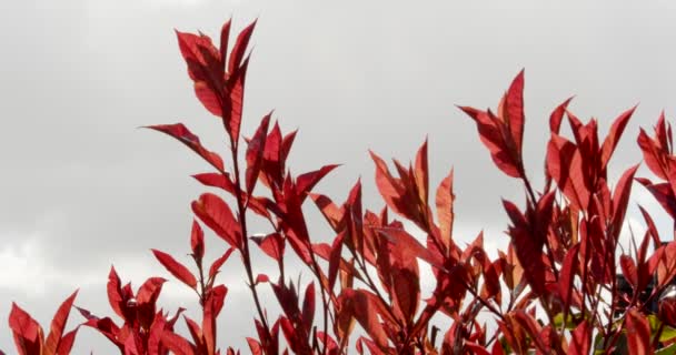 New Red Robin Growth Moving Breeze — Video