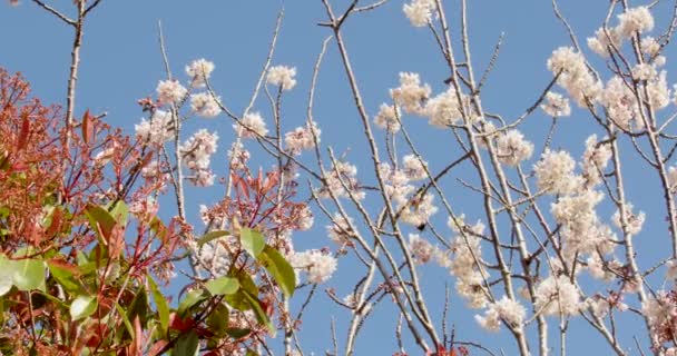 Tree Blossom Red Robin Bumblebee Flying Blue Sky — Vídeo de Stock