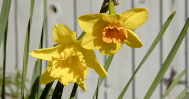 Two Daffodils Narcissus Trumpet Flowers — Stock Video