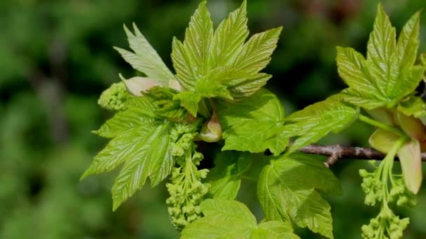 New Leaves Flowers Sycamore Tree Spring British Isles — Vídeo de Stock