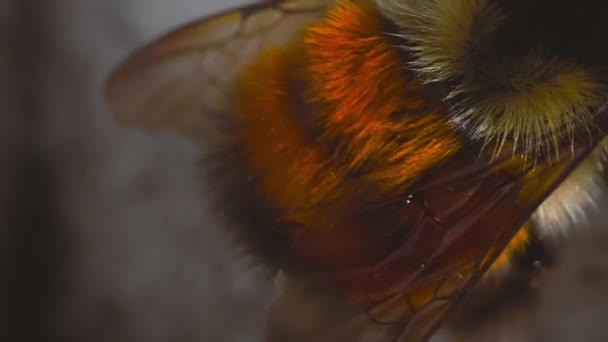 Mason Bee Pulsing Its Butt Macro Shot — Wideo stockowe