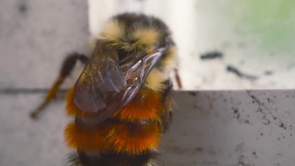 Mason Bee Brushing Pollen Its Abdomen — Video Stock