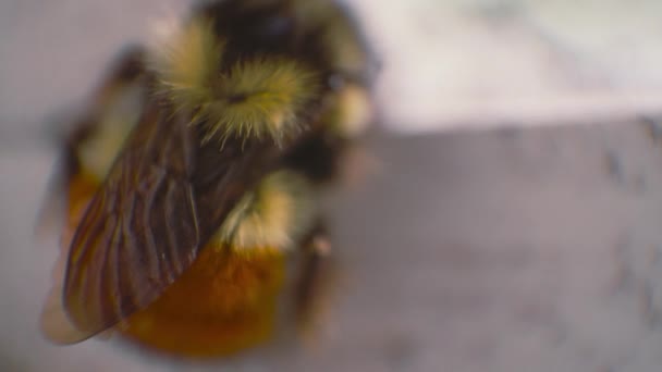 Mason Bee Resting Window Sill Macro Shot — Stock Video