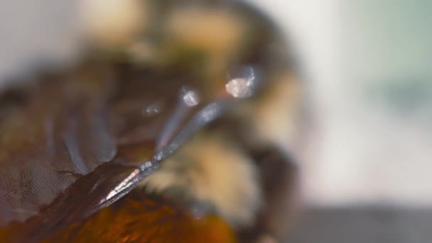 Super Macro Shot Mason Bee Wings — Vídeo de stock