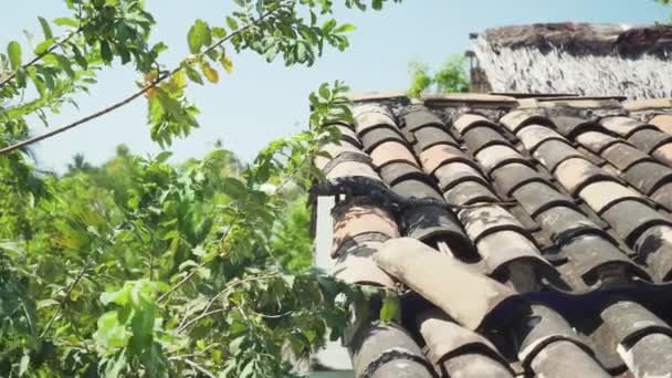 Дика Ящірка Ігуани Сидить Дахах Пуерто Ескондідо Штат Оахака Мексика — стокове відео