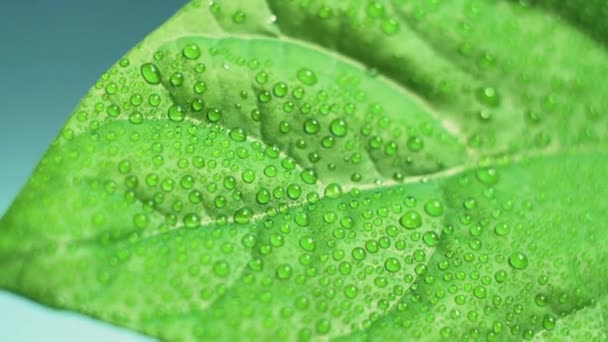 Juicy Green Avocado Leaf Covered Water Drops Swaying Slowly Side — Stockvideo